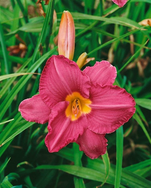 Hemerocallis x cult.'Summer Wine', Taglilie, weinrot, ca. 11x11 cm Topf