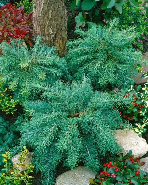 Larix kaempferi, Japanische Lärche, 80–100 cm