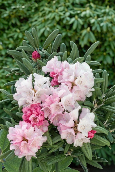 Rhododendron yakushimanum 'Makiyak', 60 cm Stammhöhe, immergrün