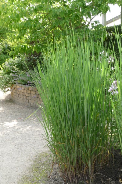 Rutenhirse - Panicum virgatum Northwind 3 Liter-Topf