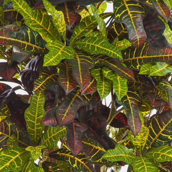 Nahaufnahme einer Croton Zimmerpflanze mit gemusterten Blättern in den Farben Grün, Gelb und Rot.