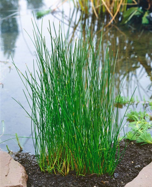 Eleocharis palustris, Sumpfbinsen, ca. 9x9 cm Topf