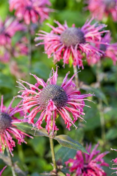 Monarda fistulosa 'Beauty of Cobham', Indianernessel, rosa, ca. 11x11 cm Topf
