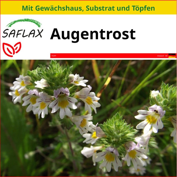 SAFLAX Anzucht Set - Augentrost - Euphrasia officinalis - 200 Samen - Mit Mini-Gewächshaus, Anzuchtsubstrat und 2 Töpfen