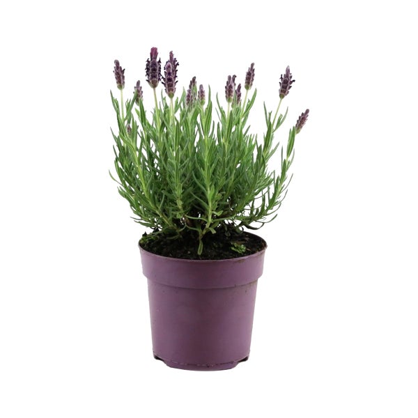 Lavendelpflanze mit violetten Blüten in einem lila Kunststofftopf.