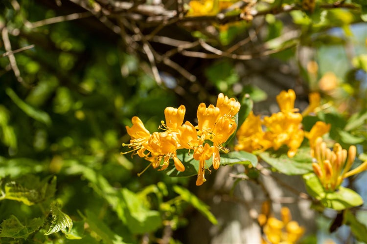 Lonicera tellmanniana, Geißblatt, orange-gelb, 60–100 cm