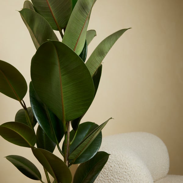 Bloomique - 2er Set - Ficus Elastica Robusta - Gummibaum - Zimmerpflanzen Groß - Luftreinigend - Pflegeleicht - Höhe 80-100 cm - Topf 21 cm