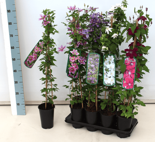 Clematis Hybride 'Honora', Waldrebe, violett, 60–100 cm