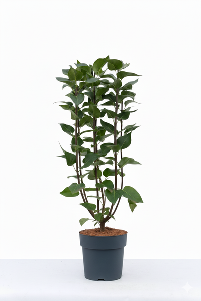 Lilien-Zimmerpflanze im Topf