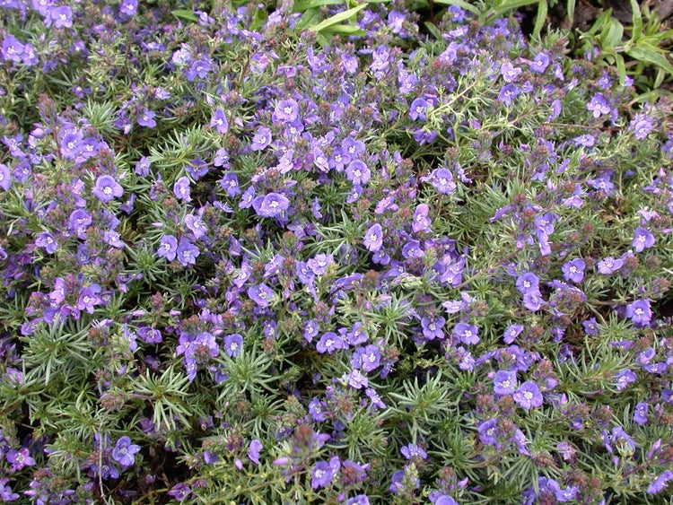 Veronica prostrata, Ehrenpreis, blau, ca. 9x9 cm Topf