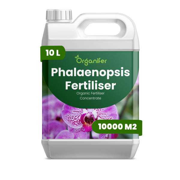 Nahaufnahme einer Phalaenopsis Orchideenblüte, Organifer Logo