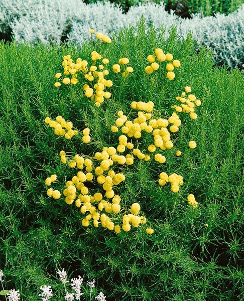 Büschelförmige Goldknopf-Pflanze mit kleinen, kugelförmigen Blüten