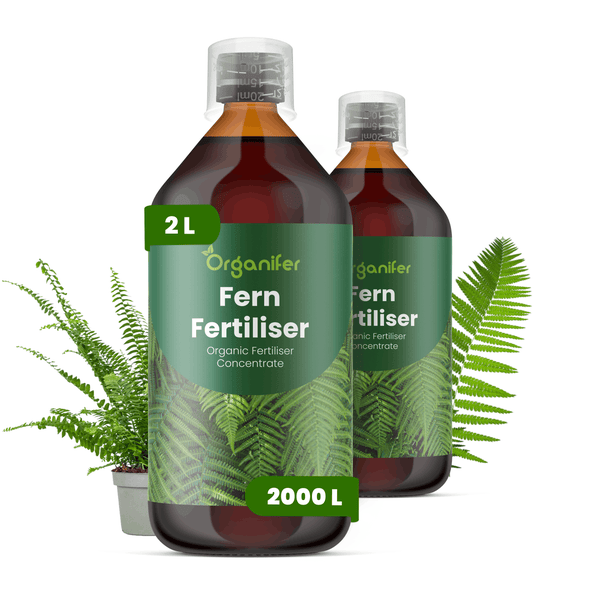 Organifer Fern Fertiliser organisches Düngerkonzentrat in 2 Liter Flaschen, ergiebig für 2000 Liter, inklusive Messbecher und Farnpflanze.