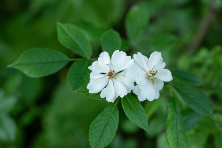 Rosa multiflora, Vielblütige Rose, 60–100 cm