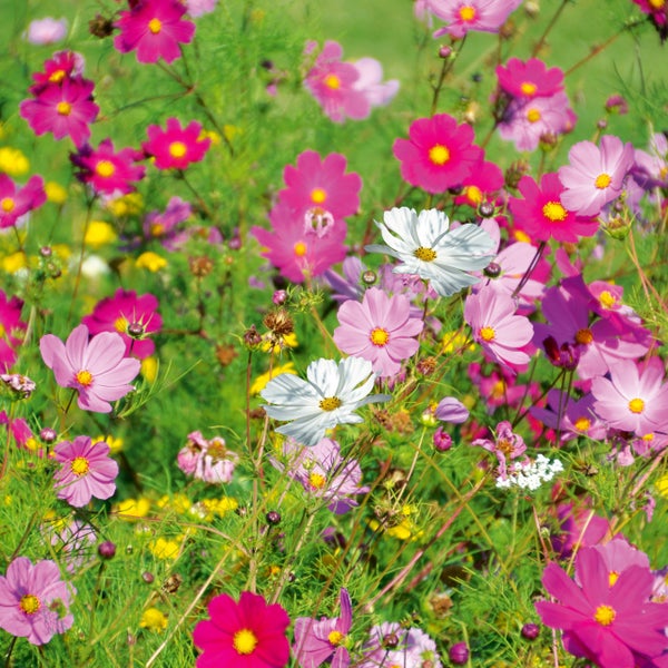 Blühende Kosmeen auf einer Blumenwiese in Weiß und verschiedenen Rosatönen.