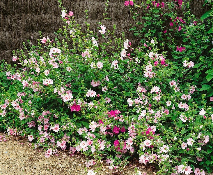 Buschmalve Lavatera mit vielen hellrosa Blüten vor einer Sichtschutzmatte aus Schilf.