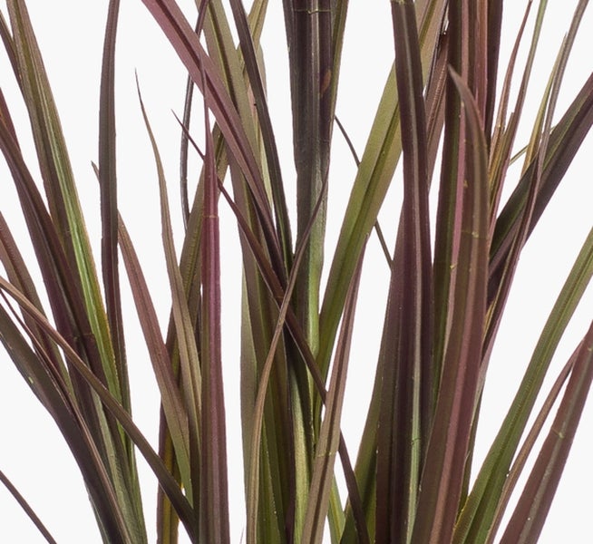 Grüner Farn mit fein gefiederten Blättern.