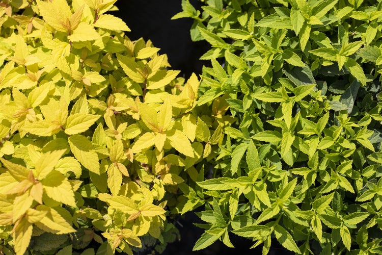 Spiraea japonica 'Goldflame', Japanische Spiere, goldgelb, 15–20 cm