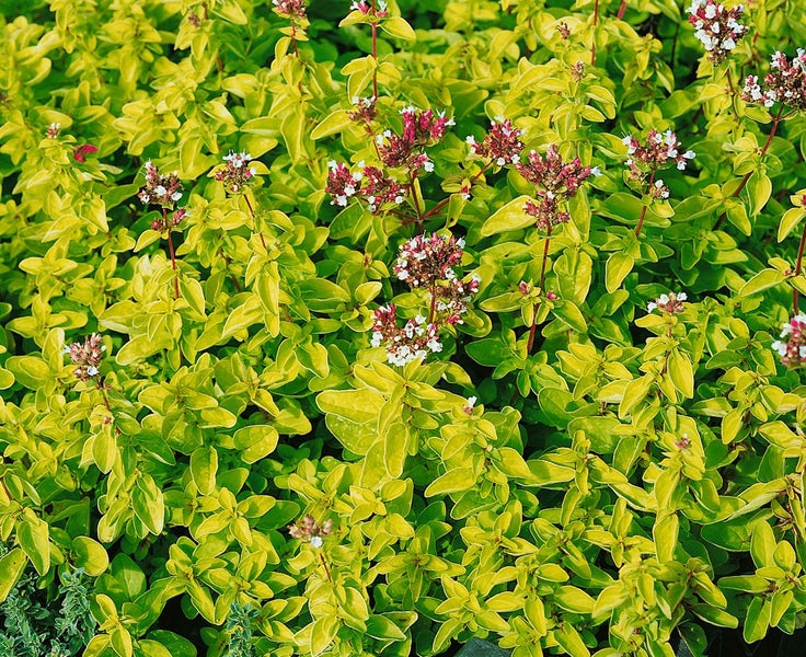 Origanum vulgare 'Thumbles', Oregano, aromatisch, ca. 9x9 cm Topf