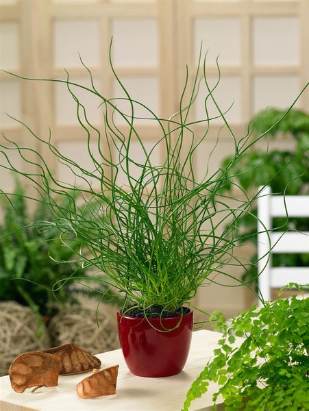 Juncus-Effusus-Spiralis-Pflanze im Topf