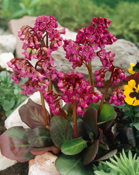 Bergenia cordifolia 'Rote Schwester', Bergenie, rot, ca. 11x11 cm Topf