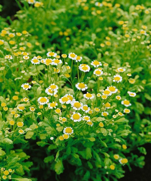 Tanacetum parthenium, Mutterkraut, weiß, ca. 9x9 cm Topf