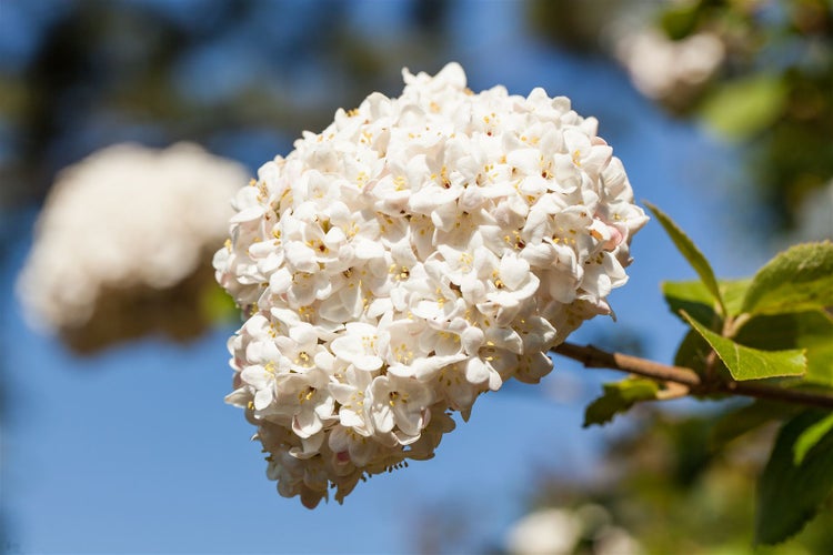 Viburnum carlcephalum, Duftschneeball, weiß, 40–60 cm