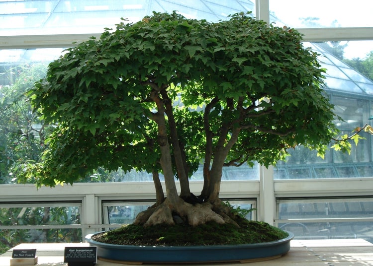 SAFLAX  - Dreispitzahorn - Acer buergerianum - 30 Samen