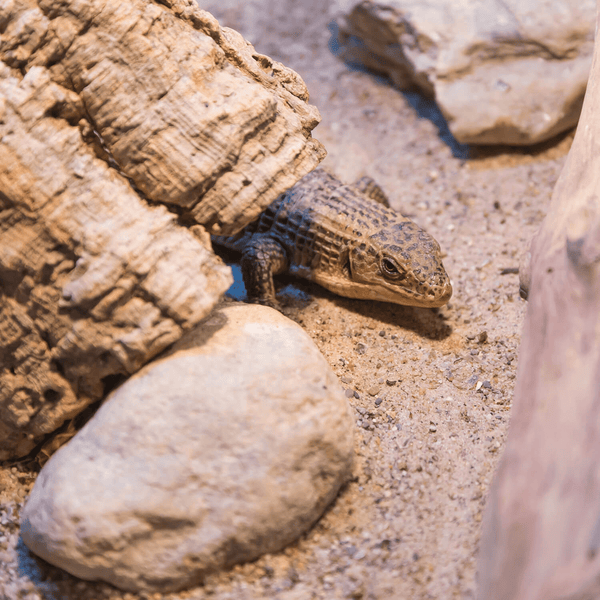 Eidechse in einem Terrarium mit Korkrinde, Steinen und Sand.