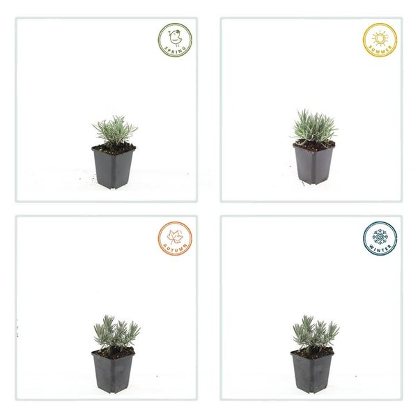Szene mit Gartentisch und Stühlen mit Seilbespannung
