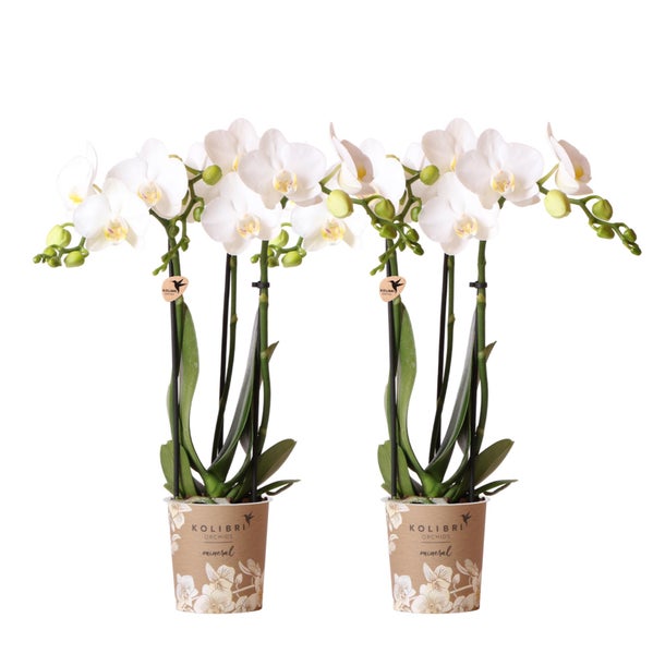 Kolibri Orchids COMBI DEAL von 2 weißen Phalaenopsis Orchideen Amabilis Topfgröße 9cm blühende Zimmerpflanze frisch vom Züchter