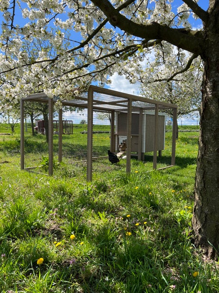 Hühnerauslauf Mitte EZ Chicken Home Beige 5,84m² 208 x 300 x 154 cm hergestellt in EU