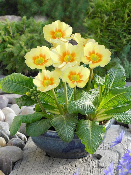 Primula veris 'Lime with Orange', Schlüsselblume, gelb-orange, 2 Liter Topf
