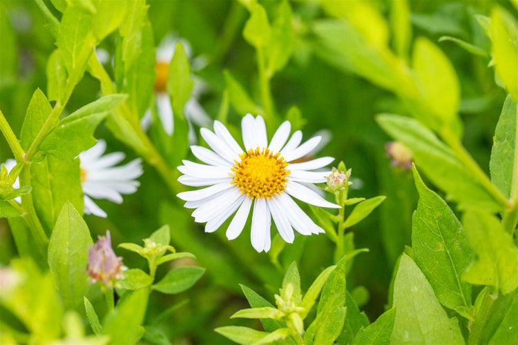 Nahaufnahme einer weißen Asterblüte mit gelber Mitte inmitten grüner Blätter