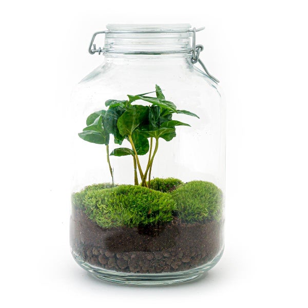 Flaschengarten Mason Jar DIY-Pflanzenterrarium 28 cm mit Kaffeepflanze incl. Rechen und Schaufel