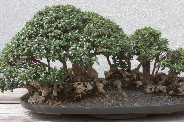 SAFLAX  - Ölbaum - Olea europea - 20 Samen