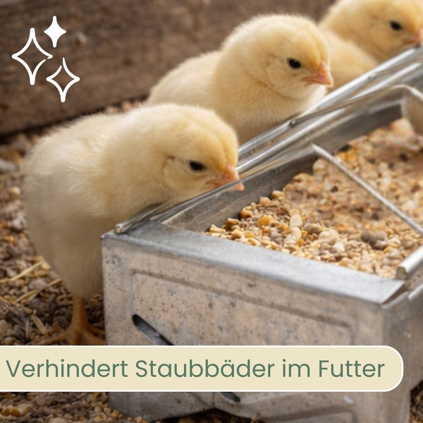 Küken fressen Futter aus einem Futtertrog, um Staubansammlungen im Futter zu verhindern.