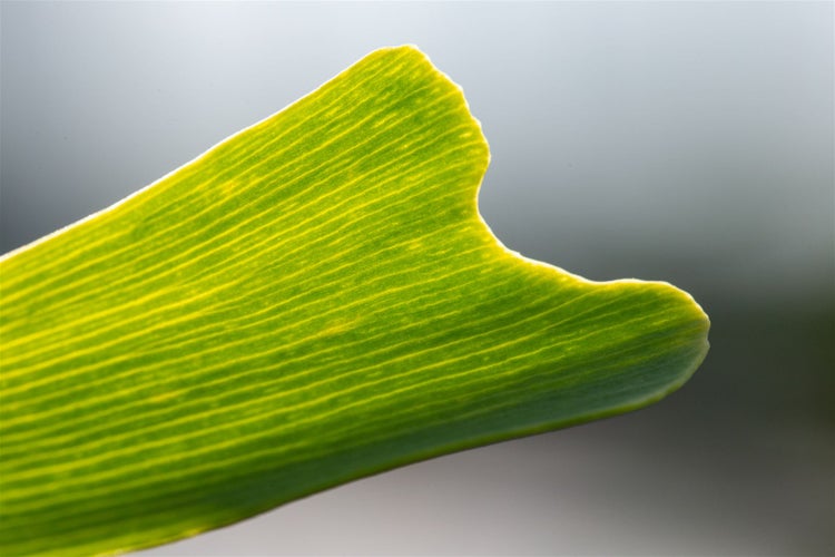 Nahaufnahme eines Ginkgoblattes