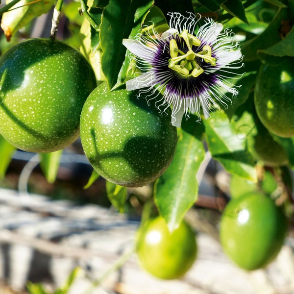 Passionsblume Passiflora edulis mit unreifen, grünen Früchten und einer Blüte.