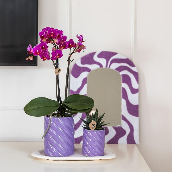 Kolibri Orchids Geschenkset Optimismus Klein Lila Grüne Pflanze mit orangefarbener Phalaenopsis Orchidee in Candy Zierpflanzentöpfen auf weißem organischen Tablett