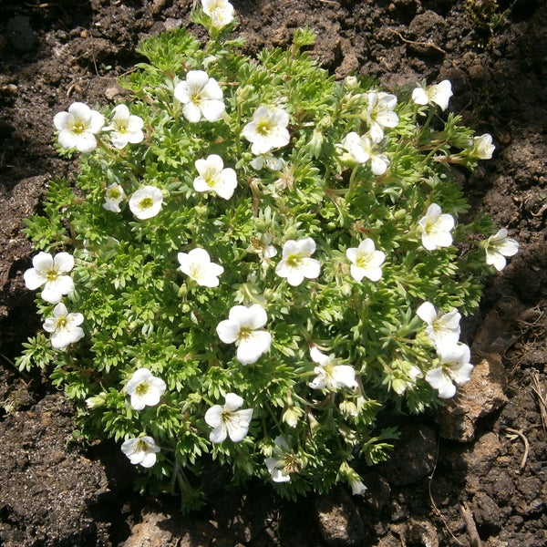 Blühende Saxifraga Teppich Steinbrech Pflanze im Gartenbeet