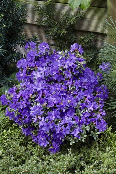 Rhododendron impeditum 'Saint Merryn', Zwerg-Rhododendron, blauviolett, 15–20 cm