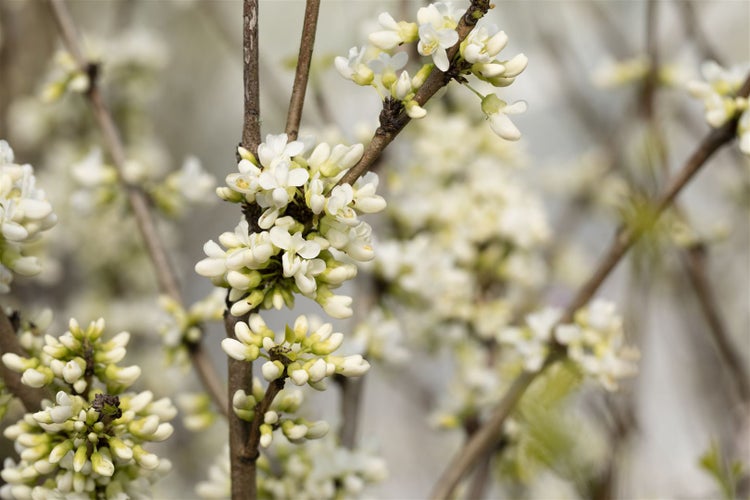 Cercis chinensis 'Shirobana', Judasbaum, weiß-rosa Blüten, 60–80 cm