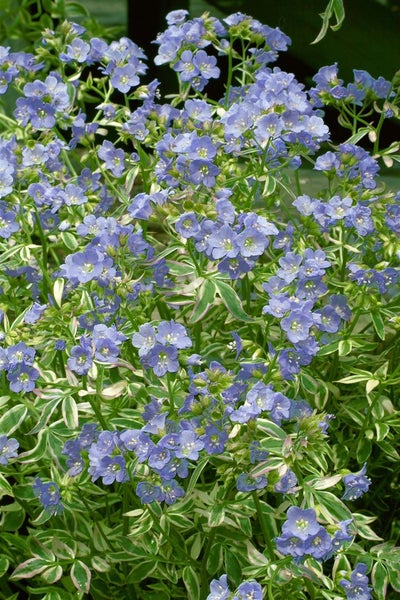 Polemonium reptans, Jakobsleiter, ca. 9x9 cm Topf, zartblau