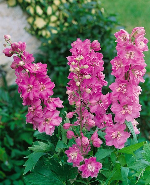 Delphinium Pacific 'Astolat', Rittersporn, rosa-lila, ca. 9x9 cm Topf