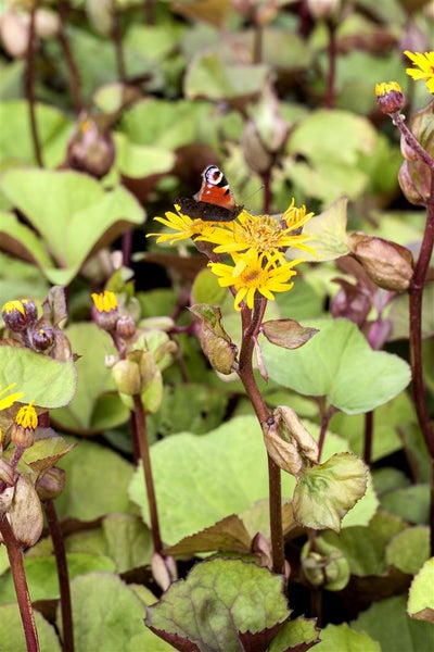Gelbe Blütenstände einer Gartenpflanze mit einem Tagpfauenauge