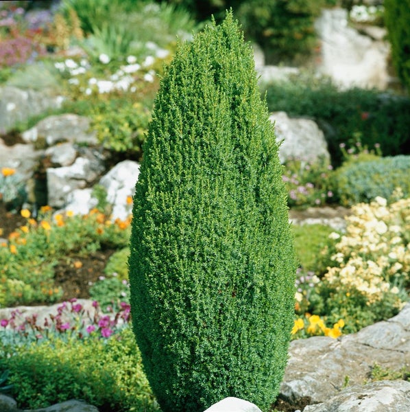 Juniperus communis, Wacholder, 40–60 cm