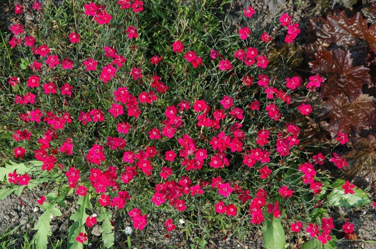 Dianthus gratianop. 'Rotkäppchen', Nelke, rot, ca. 9x9 cm Topf