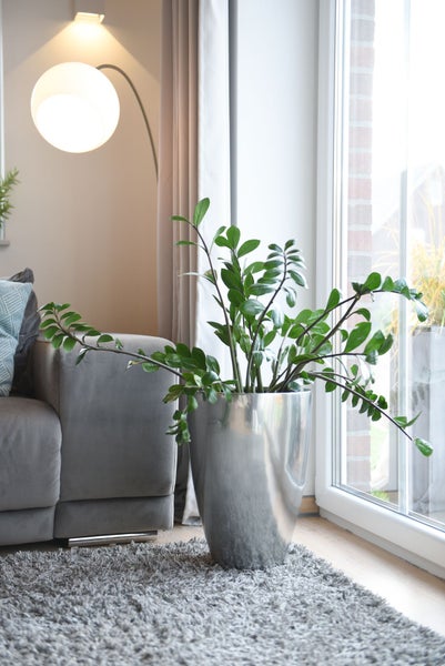 Zamioculcas Pflanze in einem silbernen metallischen Übertopf in einem hellen Wohnzimmer neben einem grauen Sofa und Fenster.