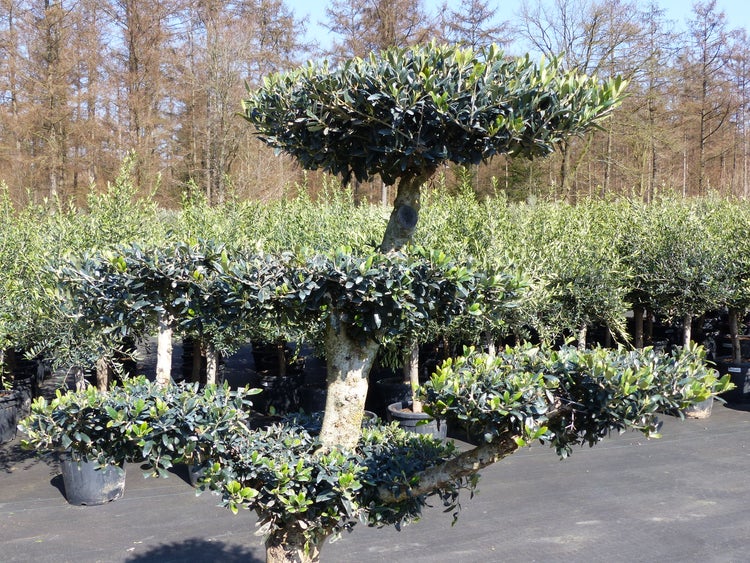 welcher standort für rhododendron Rhododendron intermedium 'Flore Pleno' - Herrenkamper Gärten main image 1